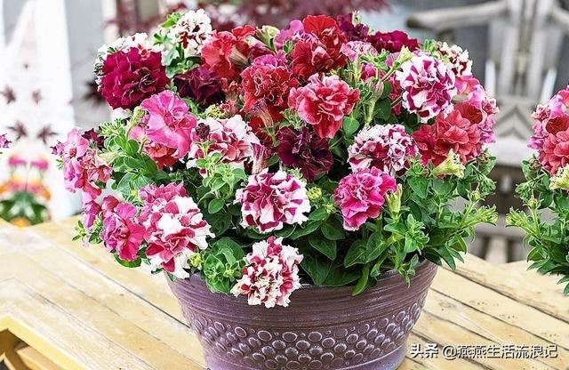 重瓣矮牵牛花花苞变黄花苞萎蔫一碰就掉怎么办？