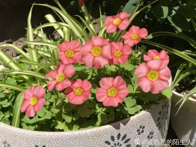 夏天花变成这样，就是要休眠，别再浇水了