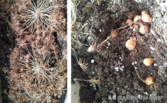 如何养殖叶子美过花的棕榈酢浆草？
