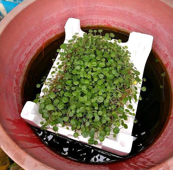 旧水缸放着太浪费，里面种点铜钱草，不仅长得好还别具一格