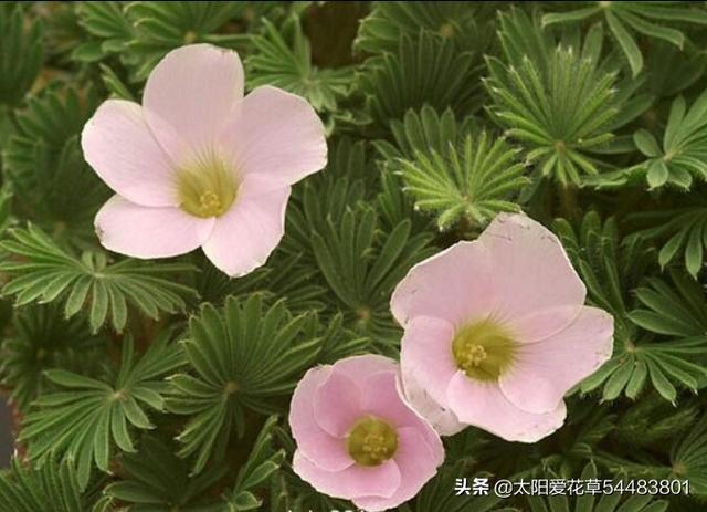 如何养殖叶子美过花的棕榈酢浆草？