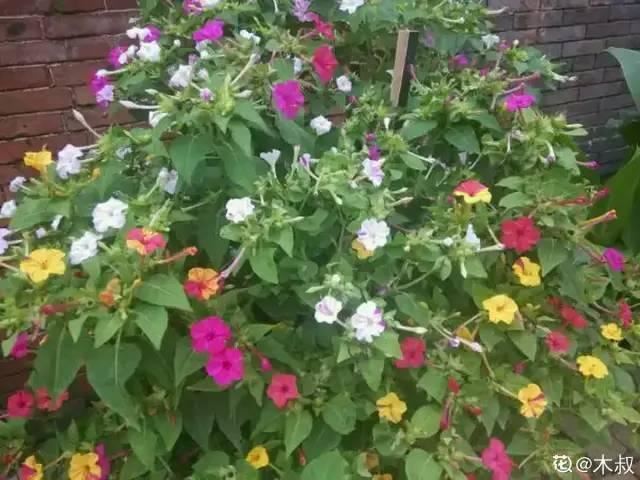 8种花是一次性的，开完就扔，别浪费时间