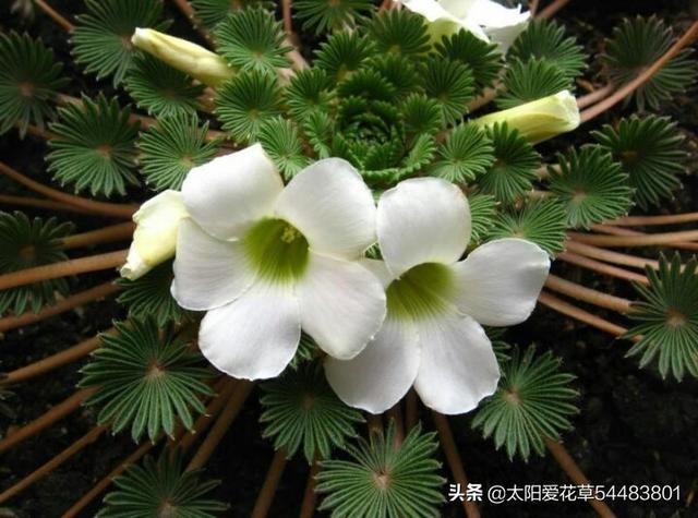 如何养殖叶子美过花的棕榈酢浆草？