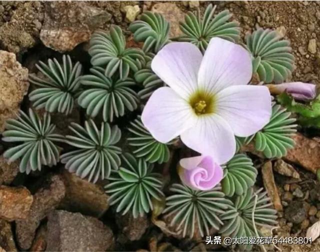 如何养殖叶子美过花的棕榈酢浆草？