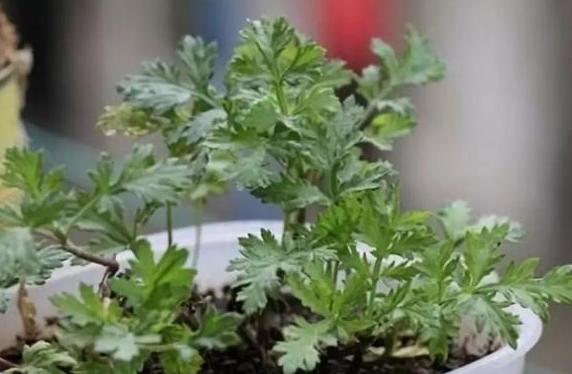 夏季宅家招蚊子？愁，室内盆栽上它们，随便一个就能搞定