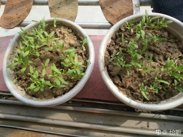 8种花是一次性的，开完就扔，别浪费时间