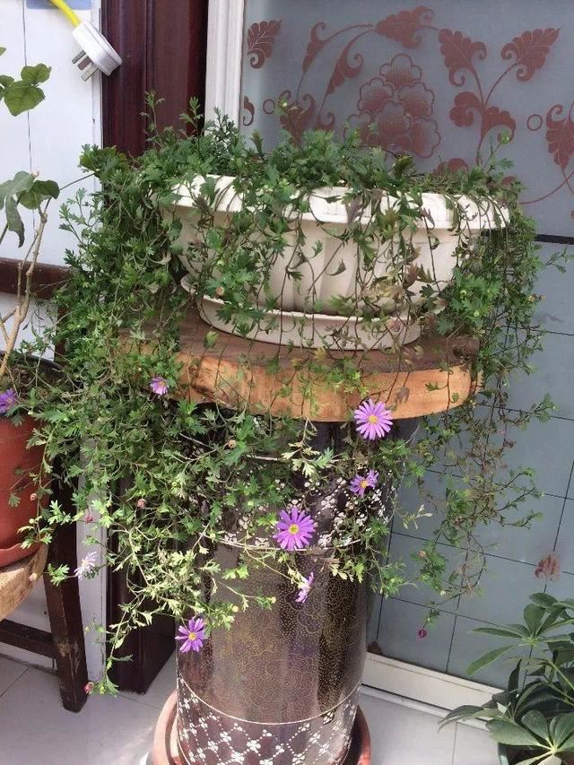 8种花是一次性的，开完就扔，别浪费时间