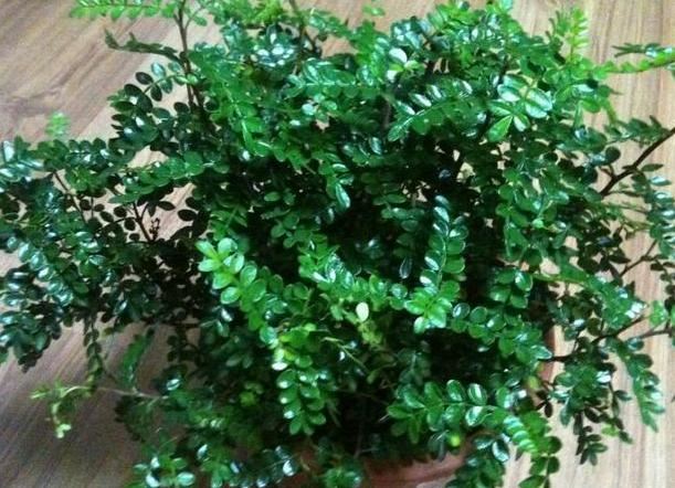 夏季宅家招蚊子？愁，室内盆栽上它们，随便一个就能搞定