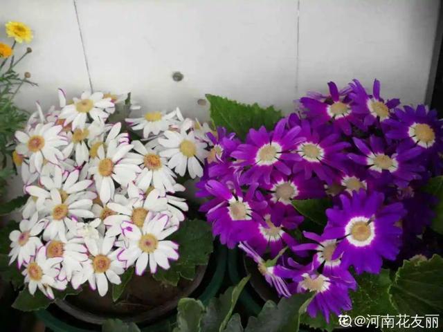 8种花是一次性的，开完就扔，别浪费时间