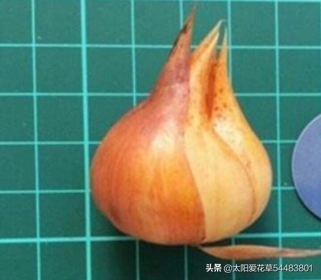 如何养殖叶子美过花的棕榈酢浆草？