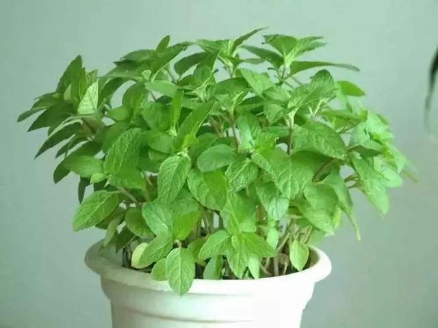 家里气味难闻，养3种绿植错不了，家里一整天都香喷喷