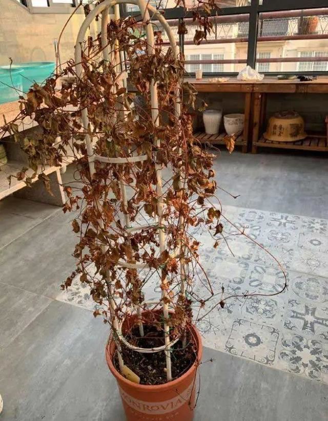 夏天花变成这样，就是要休眠，别再浇水了