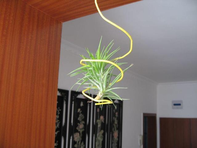 养花新手先养这几种花，好打理易存活，叶子翠绿有成就感