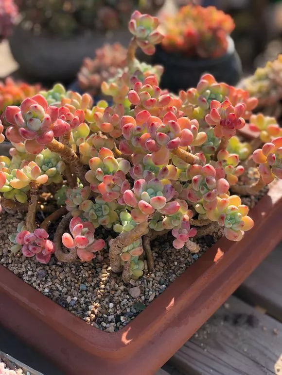 4种花要“冻一冻”，马上变成高颜值，花开满盆