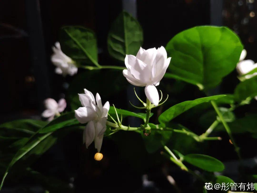 全国冻哭预警，常见的20种花最怕冷，赶紧保护起来