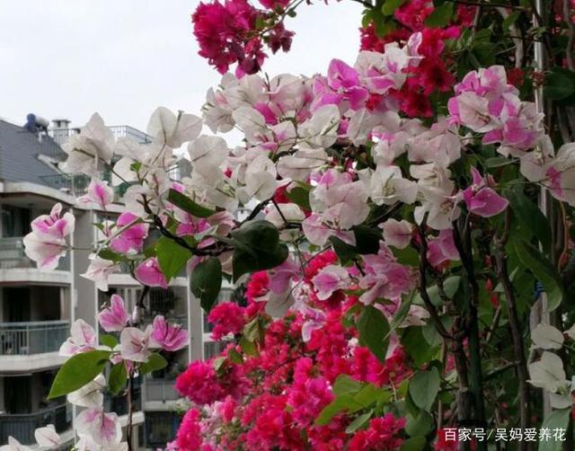 开春养棵三角梅，全年花开不断，新手也能养出一片花海