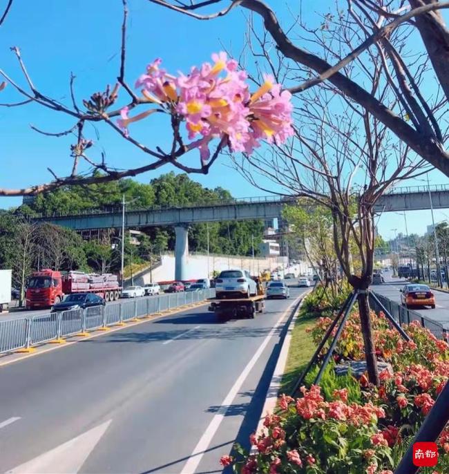 打造龙岗道路景观设计新典范 坂田环城路发生“精彩蝶变”