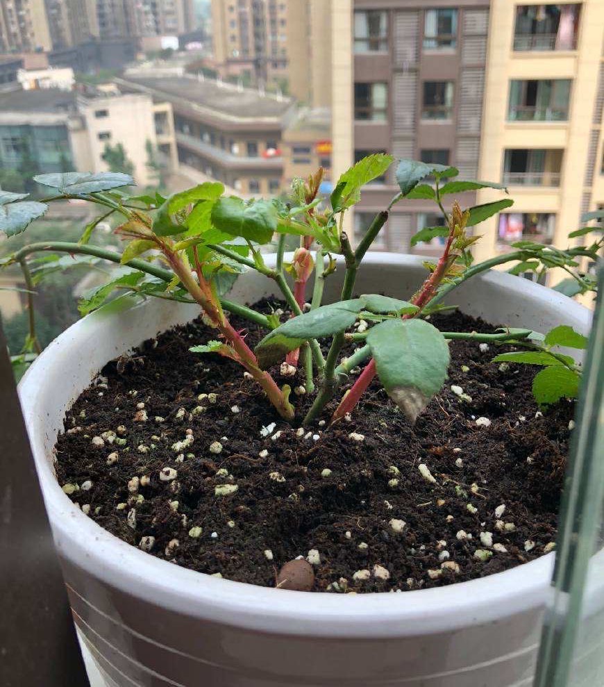 扦插5种花，生根长芽快，来年阳台繁花似锦变浪漫花园