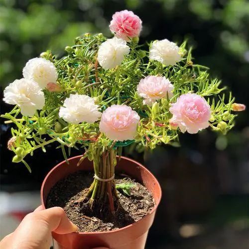 5种便宜花，一年能开200天，好养又漂亮，都是“开花小机器”