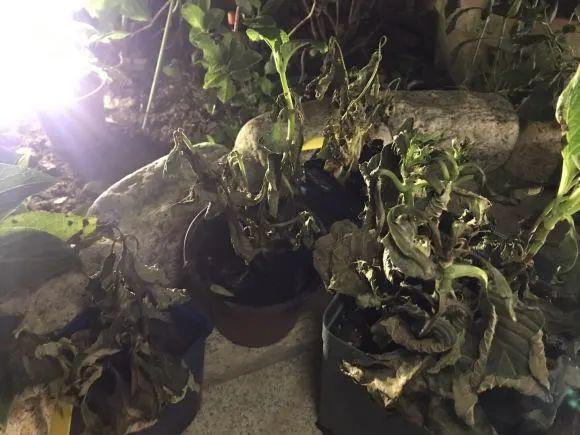 离家半个月，回来花全死了，别扔，还有救