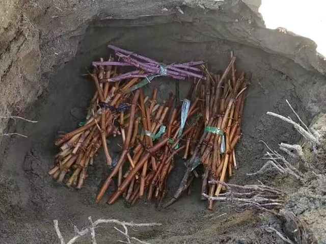 5种漂亮花，秋天快扦插，7天生白根，疯长猛开花，挂果一箩筐