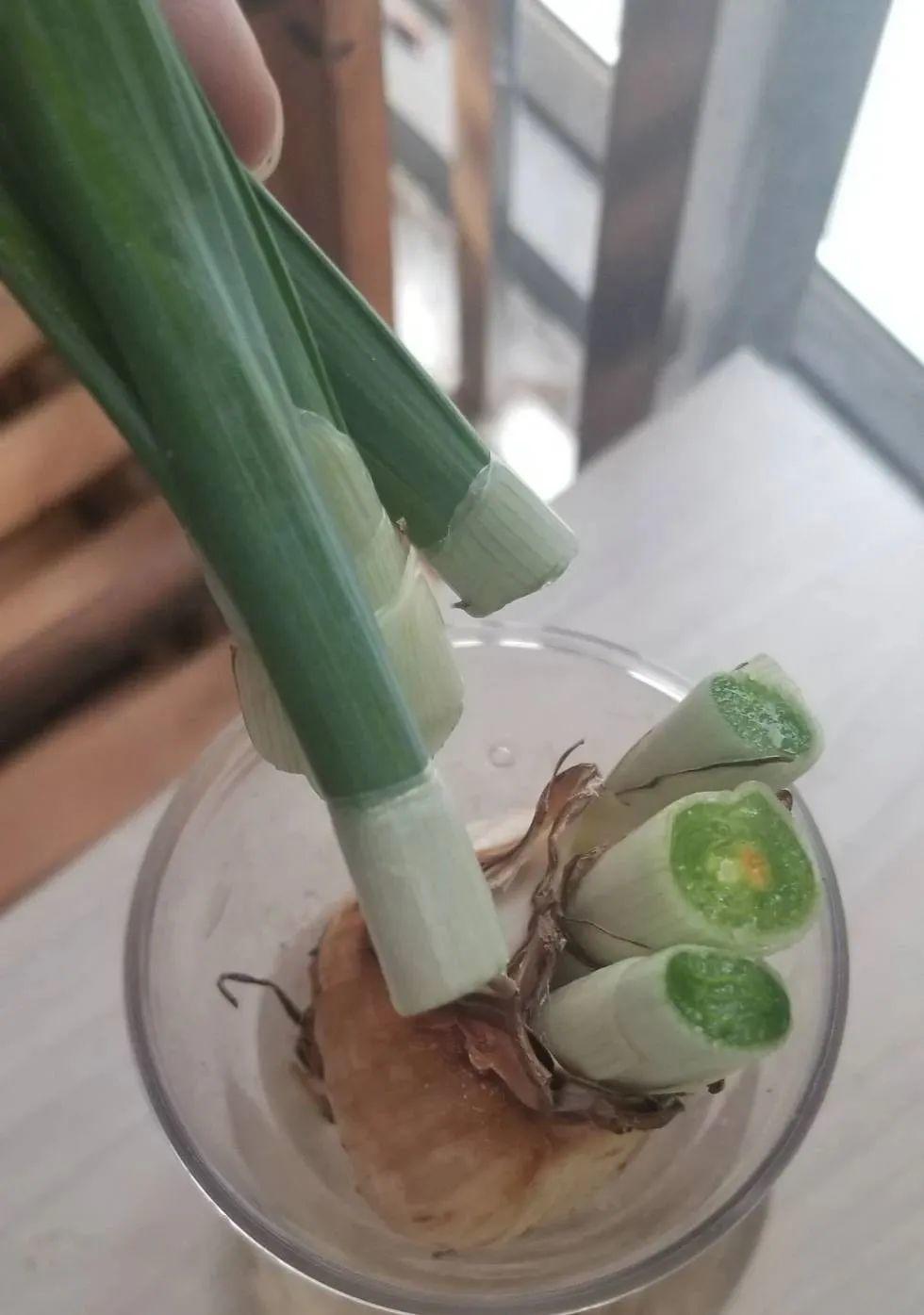 花长不好，就炒菜吃？千万不行