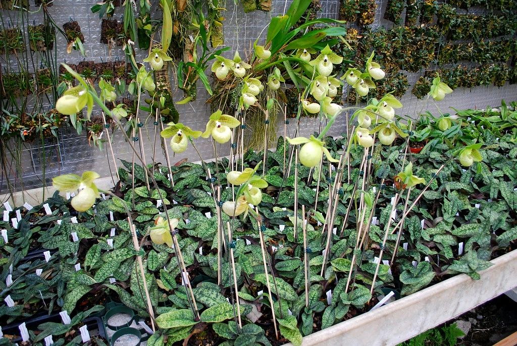 兜兰花朵可爱，花朵大而艳丽，掌握关键两点，新手也能养好