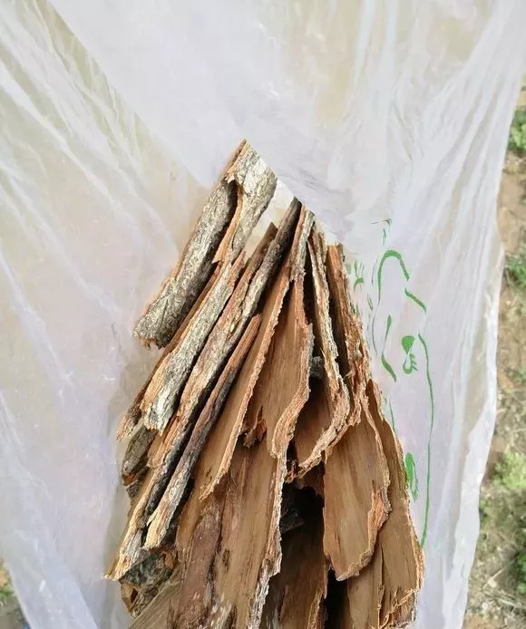 4种小东西能养根，盆底放一点，不烂根，能多活3年
