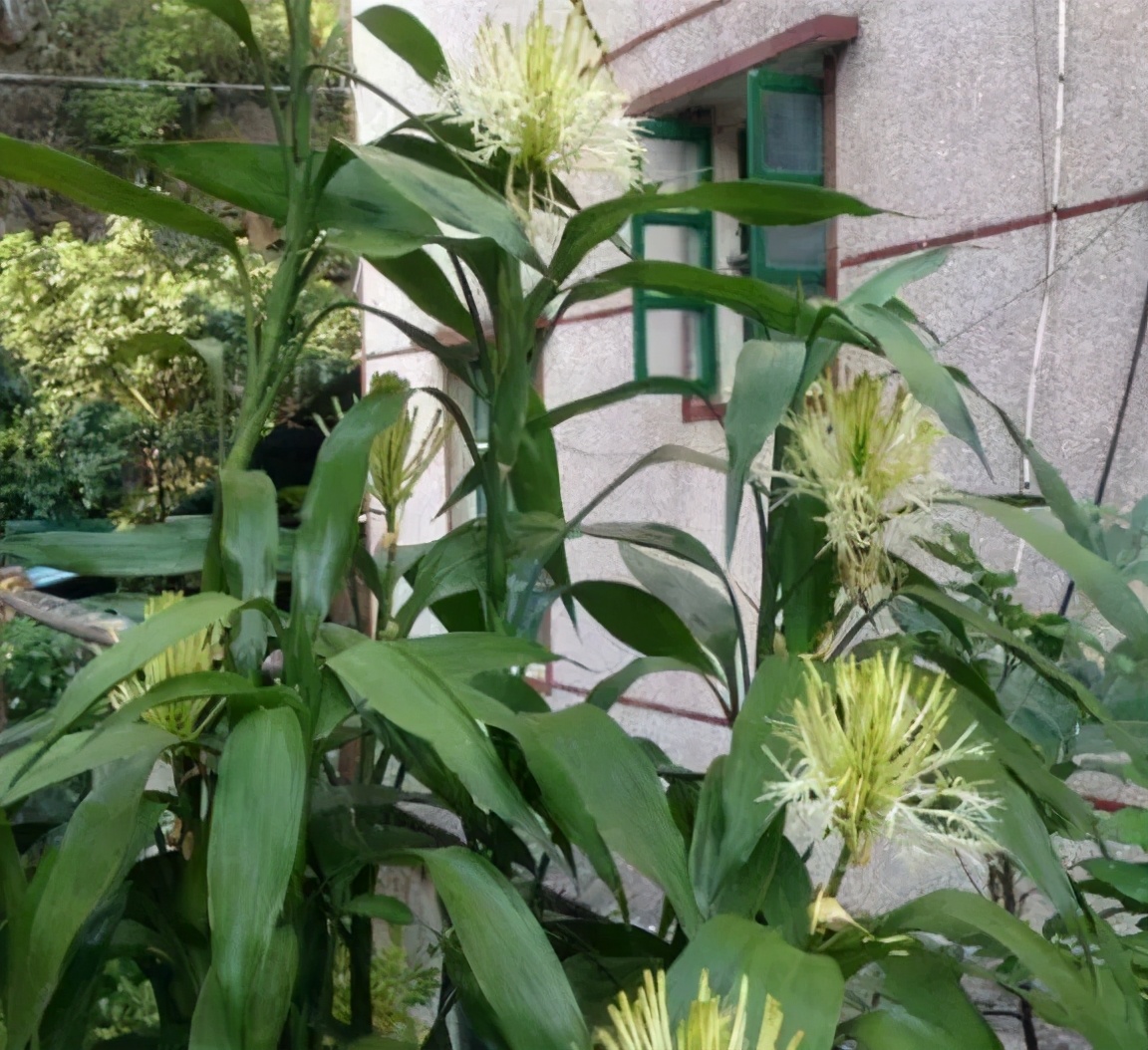 养了10年富贵竹，今年开“富贵花”，做到“4点”你家的也能开