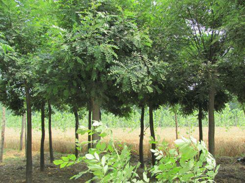 国槐高产栽培技术，育苗与培育很重要，这几点关键技巧要记住