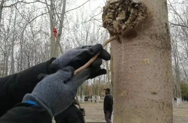 大武口区:不负春季好时光 城区绿化养护忙 大武口区:不负春季好时光 城区绿化养护忙