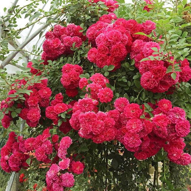 1种植物春天养，夏天开成“花海”，红花鲜艳、稠密