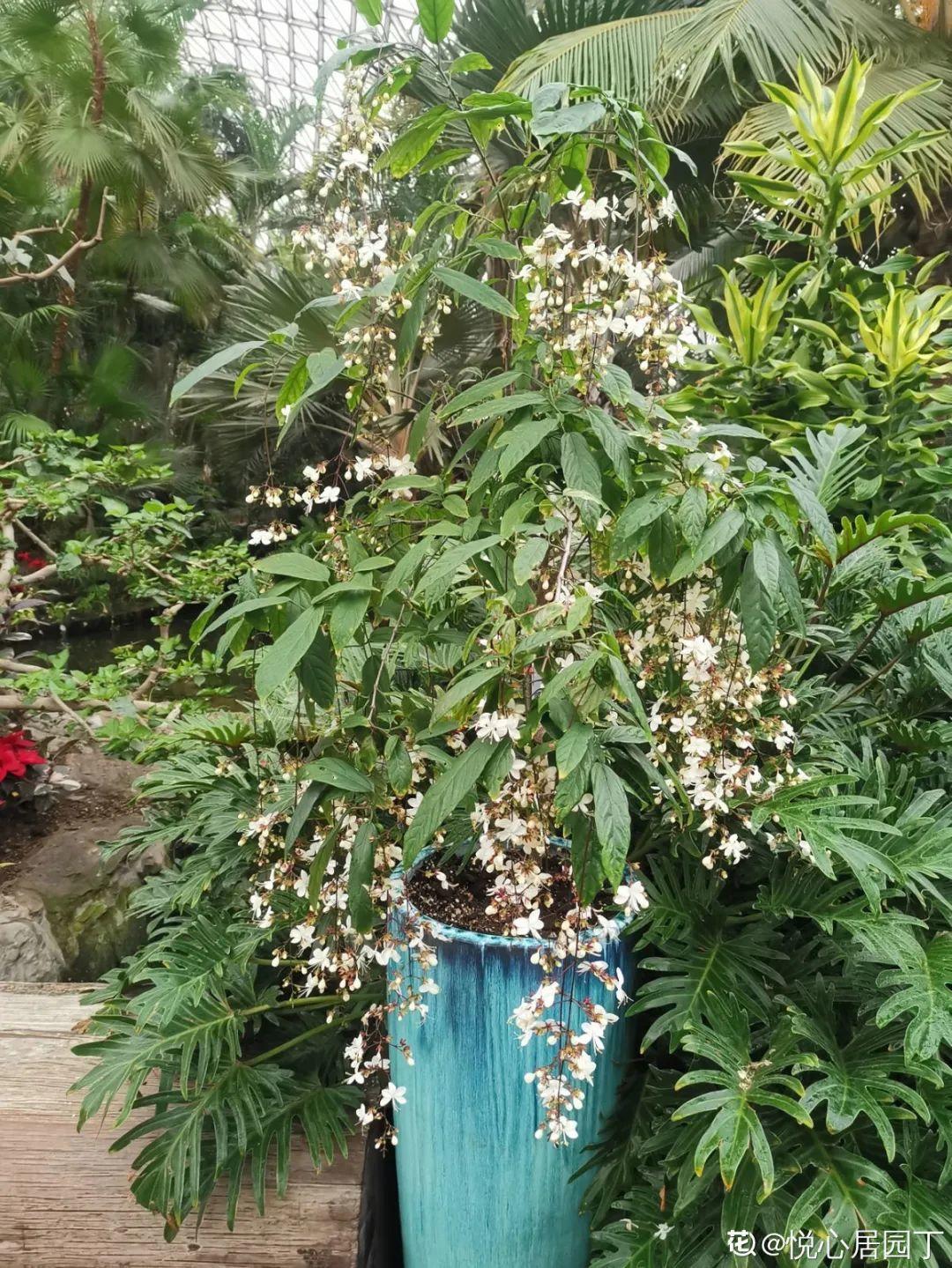 仙气飘飘的垂丝茉莉，能长4米高，开花像瀑布一样