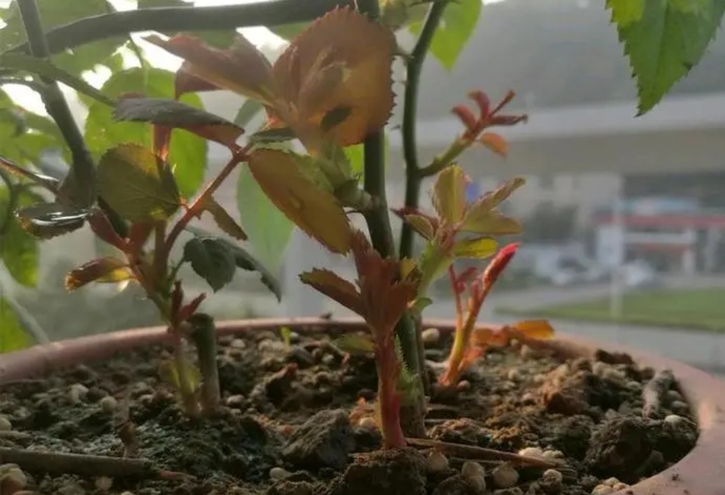 三种花“睡醒了”，及时补点肥，新芽长得壮，早开花