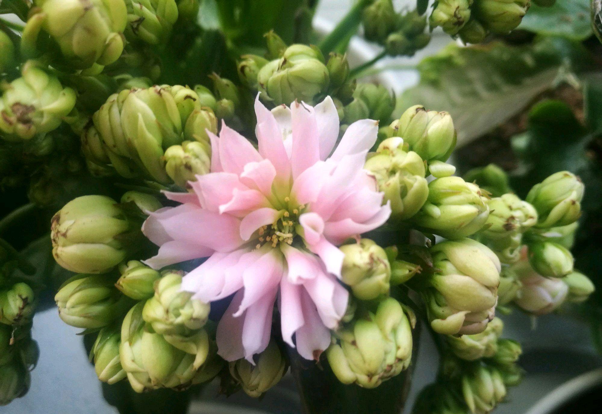 长寿花终于等到花苞了，但是长寿花的叶片突然变红，正常吗？
