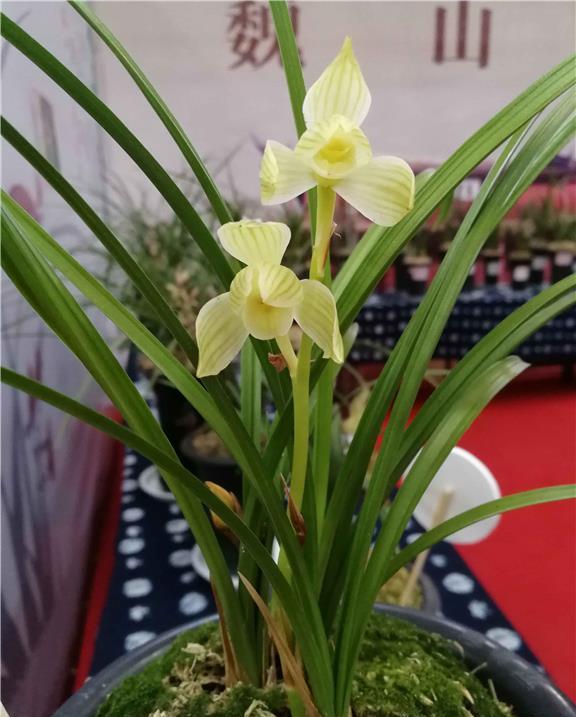 它是莲瓣兰经典素花铭品，端庄秀丽，洁白素雅，兰香四溢黄源素荷