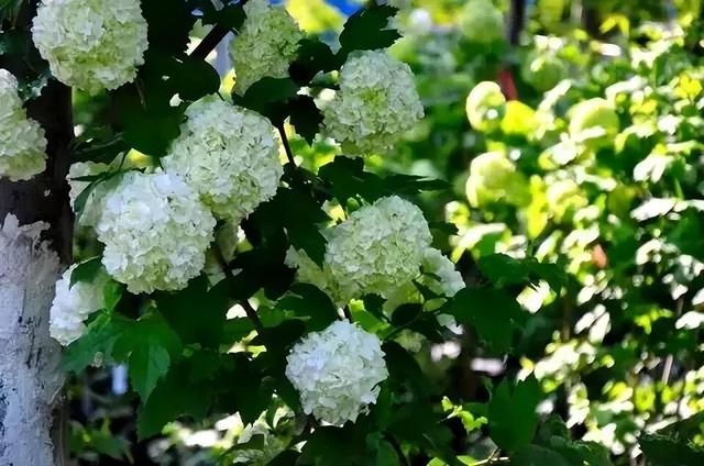 不会养花，也要养棵“它”，只需简单养护，就能开个“大雪球”！