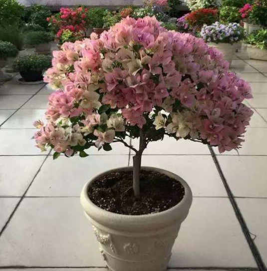 三角梅花谢后要会剪，剪对接着开花爆盆，剪错一朵花都不开