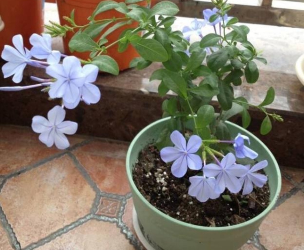 养蓝雪花，春季管理得好，夏天才能大量开花
