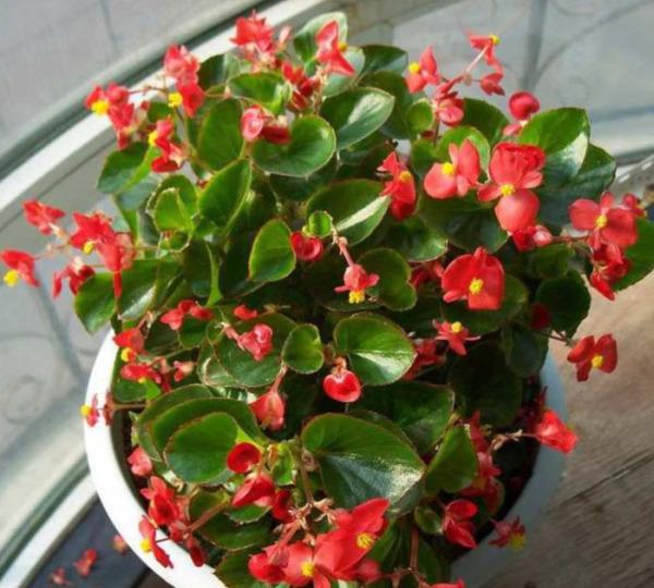 3种花容易窜花苞，平时不用多费心，照样生长旺