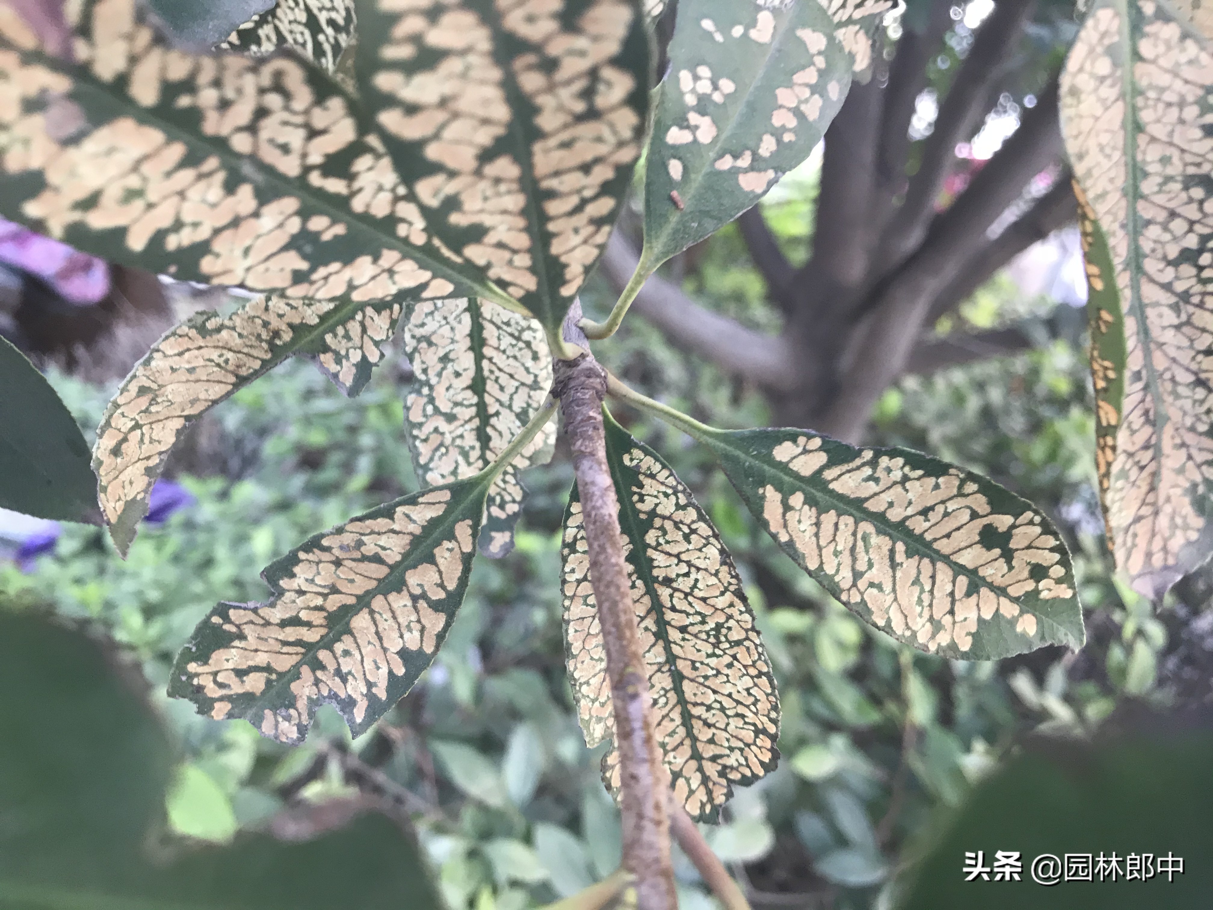 石楠叶片开天窗，原来是洋辣子在危害，及时防治，避免植物再受伤