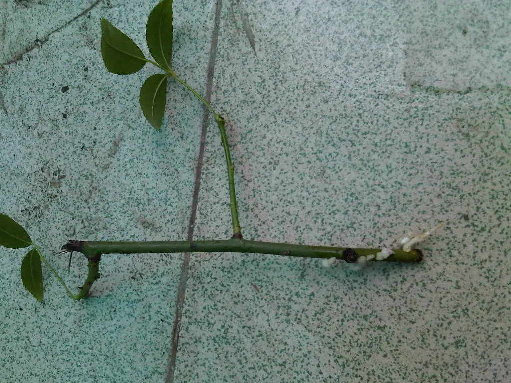 1种花耐寒好养活，-20℃冻不死，花开一大片，比桂花还香！
