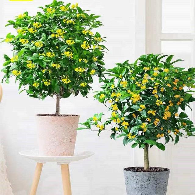 老话“客厅有花，富贵到家”，花友：不是迷信，很有道理！
