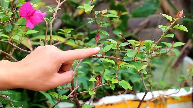 秋天了，想要三角梅“开花”，养护“4步走”，早早开大花