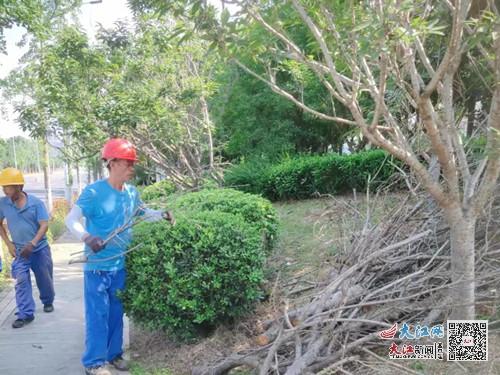 乐安县城管局多措并举做好夏季绿化养护管理工作（图）