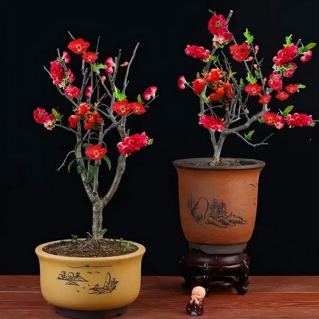 建议大家，养花就养这款海棠：我见过最美的海棠花