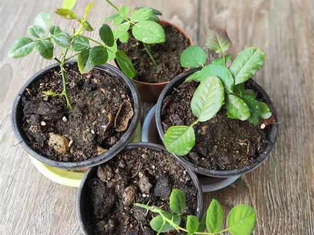 6、7月里，可以“扦插”这4种植物，天气越热，生根越快