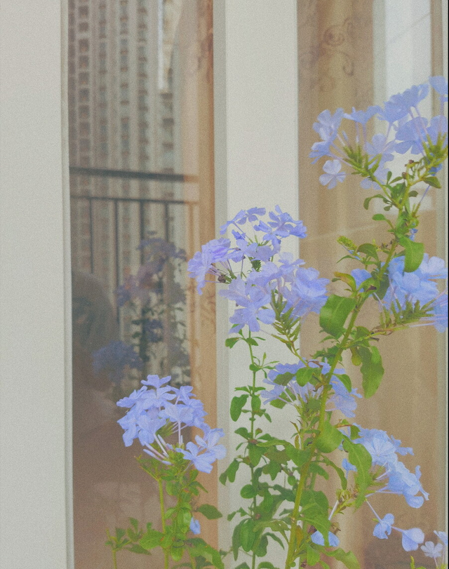 “6种花”要舍得剪，花谢后“剪一刀”，剪完继续开，越剪越漂亮