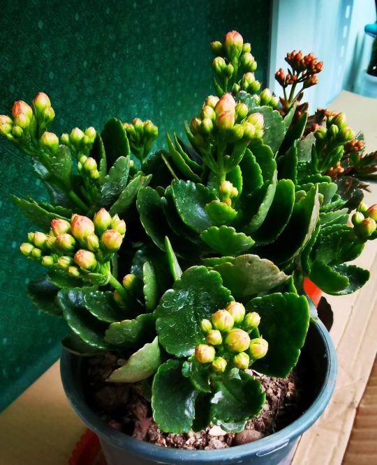 长寿花“装菜”不打花苞？注意这“三点”，花苞呼呼冒花儿满枝头