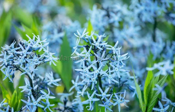 英式传统花境的现代演绎亮了,附全部植物配置品种,开眼了 英式传统花境的现代演绎亮了,附全部植物配置品种,开眼了